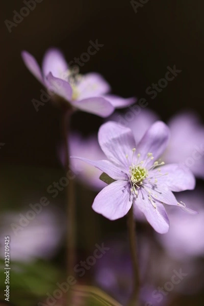 Obraz Fleurs au printemps 