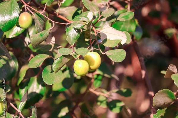 Fototapeta jujube fruits on a tree on a background of green leaves,green jujube fruit on the jujube tree in the garden,