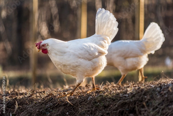 Fototapeta Couple of Leghorn chicken in a free range farm.