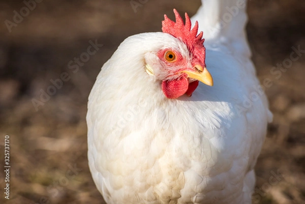 Obraz Leghorn chicken head close up