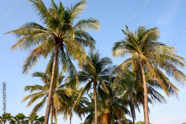 Obraz Coconut tree and blue sky background.