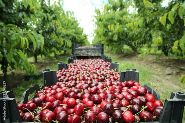 Obraz Boxes of freshly picked lapins cherries. Industrial cherry orchard. Buckets of gathered sweet raw black cherries . Close-up view of green grass and boxes full . Picking cherries in the orchard .