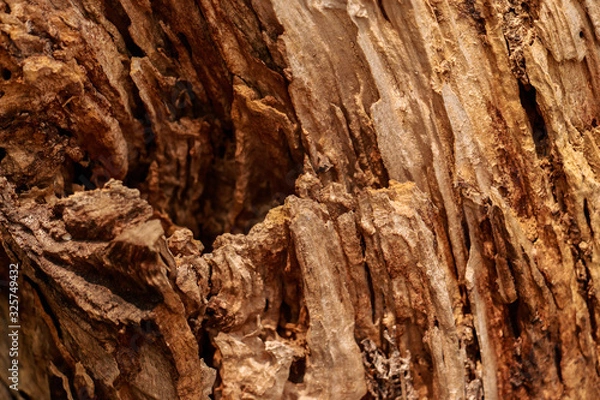 Obraz old tree wood texture background