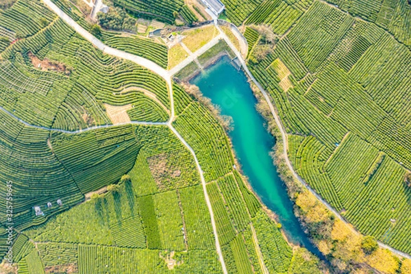 Fototapeta tea pantation