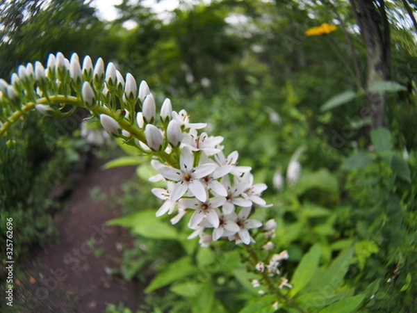 Fototapeta White flower of scientific name "Lysimachia clethroides Duby"