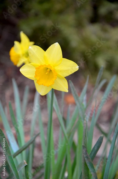 Obraz  spring flowers yellow daffodil in the garden
