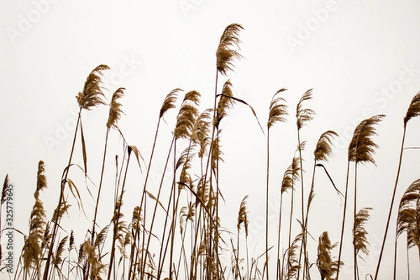 Obraz Dry bulrush against the gray sky