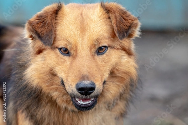 Fototapeta Light brown dog close up on blurred background_