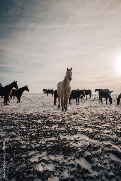 Obraz horses on the field
