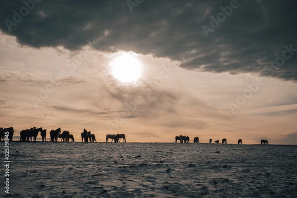 Obraz horses and paddock