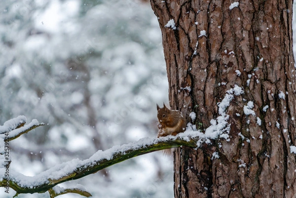Fototapeta Red Squirrel (Sciurus vulgaris) on snow covered tree branch in Scottish forest - selective focus