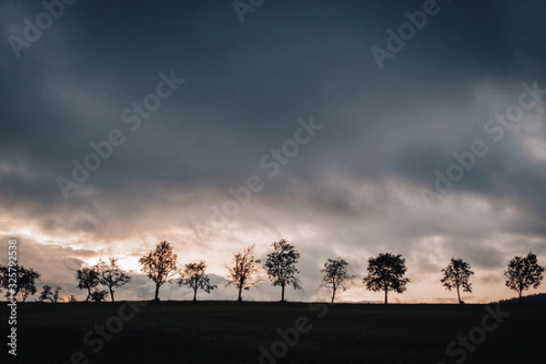 Obraz row of trees and sunset
