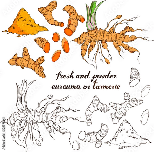 Fototapeta Vector set with hand drawn turmeric : root, slices, powder. Linear, line art and in realistic colors. Hand written lettering
