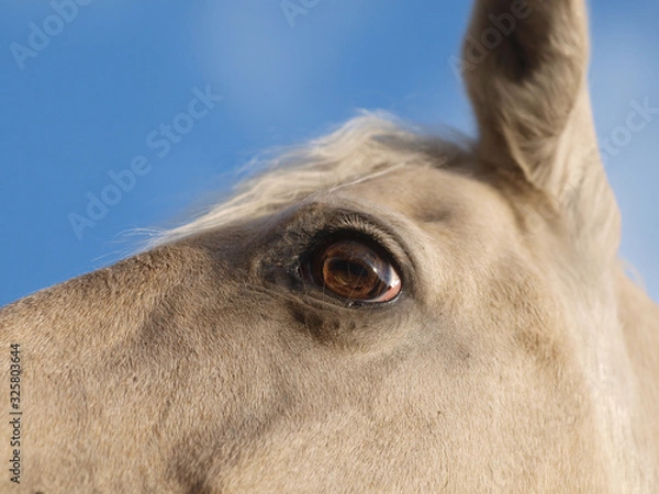 Fototapeta Horse Abstract