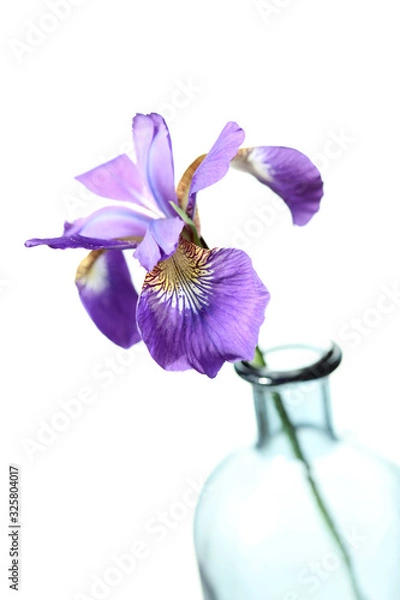 Obraz Purple iris flower close-up on white background