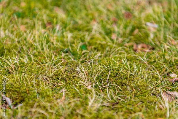 Fototapeta Down and green grass with dew in the spring