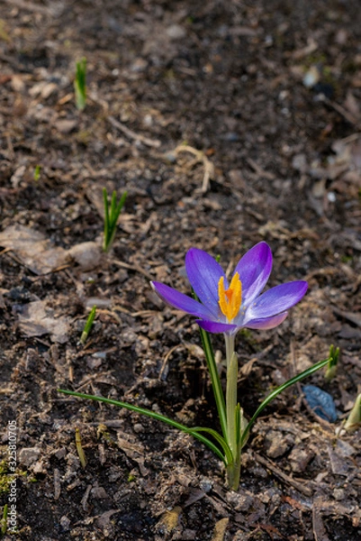 Fototapeta Purple crocus in the garden on early spring