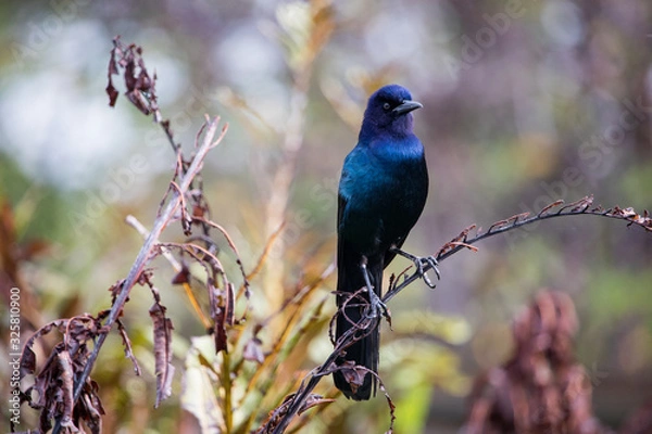 Fototapeta Boat-tailed grackle on a branch