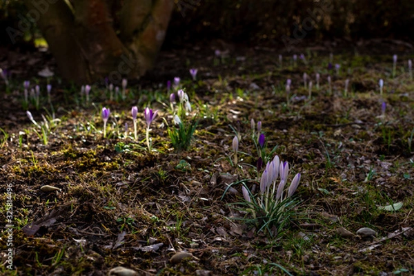 Fototapeta spring crocus flowers