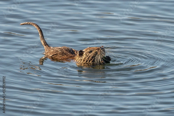 Obraz Water rat (arvicola sapidus) in the Natural Park of the Marshes of Ampurdán.