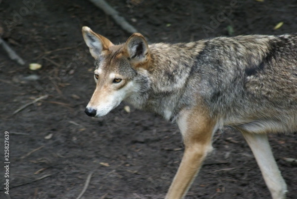 Obraz Red Wolf