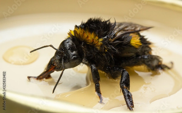 Fototapeta A drenched Bumblebee