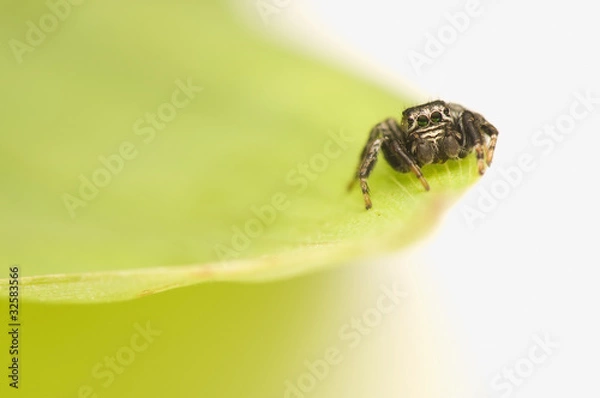 Obraz Jump spider - Evarcha