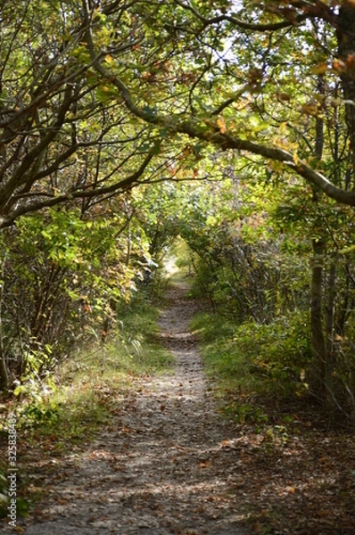 Obraz forest on spiekerooge