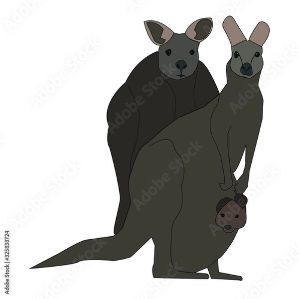 Obraz kangaroo family is very beautiful