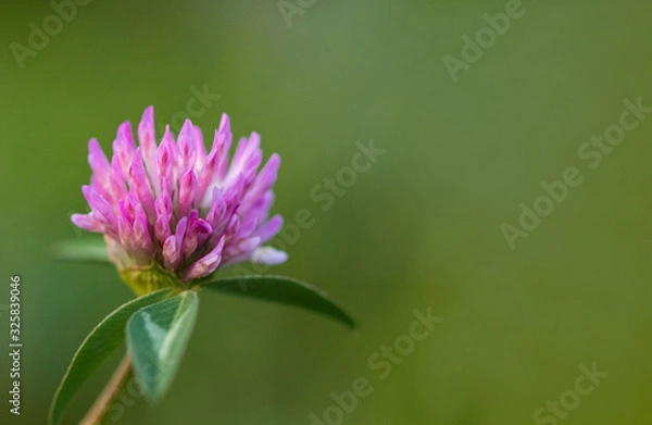 Obraz Macro photo nature field blooming red clover flower