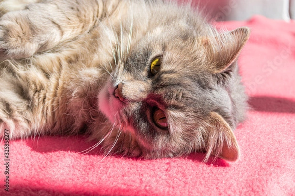Obraz Playing with a cat