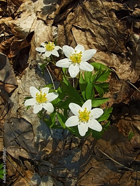 Fototapeta wildness spring flowers