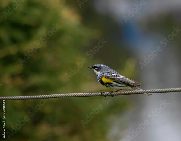Fototapeta l'oiseau sur un fil 3