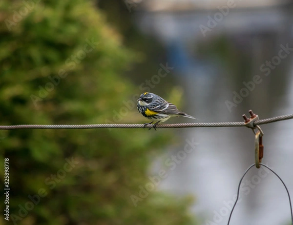 Fototapeta l'oiseau sur un fil