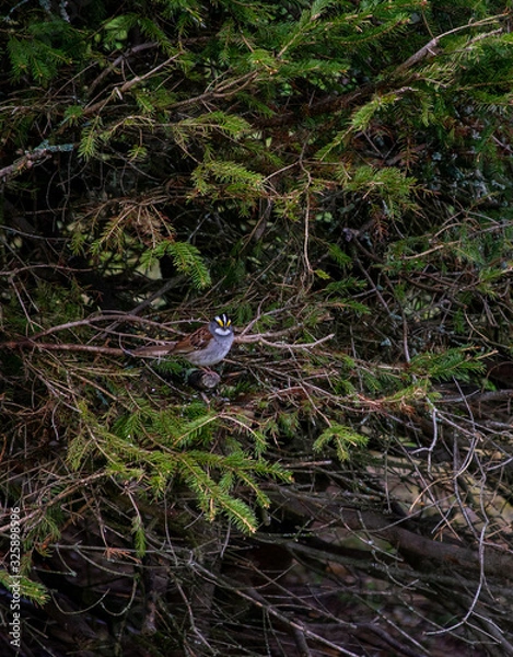 Fototapeta oiseau dans le  sapin