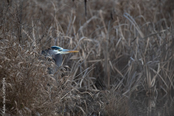 Obraz Heron in the marshland