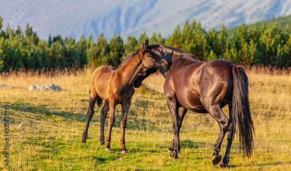 Fototapeta Wild horses roaming free in the mountains, under warm evening light