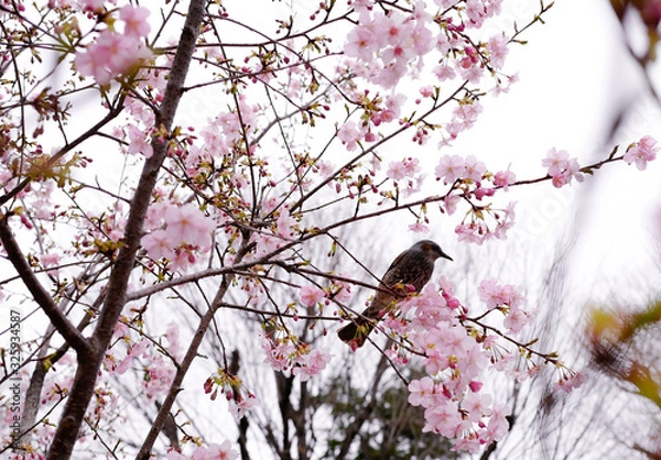 Obraz ヒヨドリと河津桜