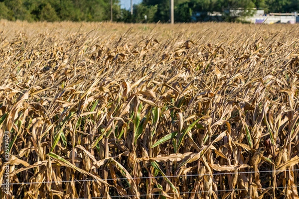 Fototapeta Sécheresse.