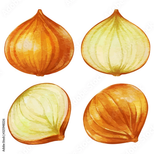 Obraz 水彩風のタマネギのイラスト