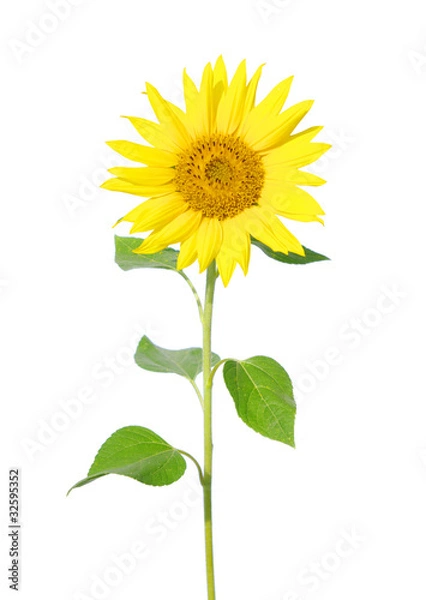 Fototapeta sunflower