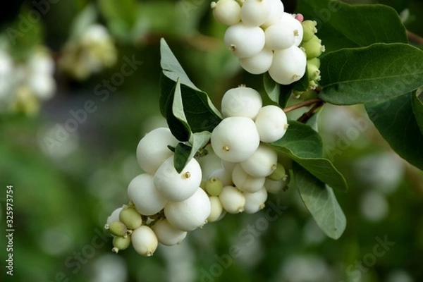 Obraz Branch with berries of snowberry in the garden closeup