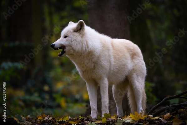 Obraz Closeup of an arctic wolf in a forest