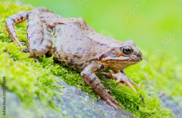 Obraz frog in grass