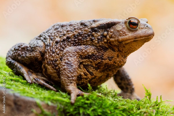 Obraz Common toad in a forest