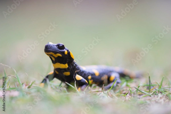 Obraz Fire salamander in grass
