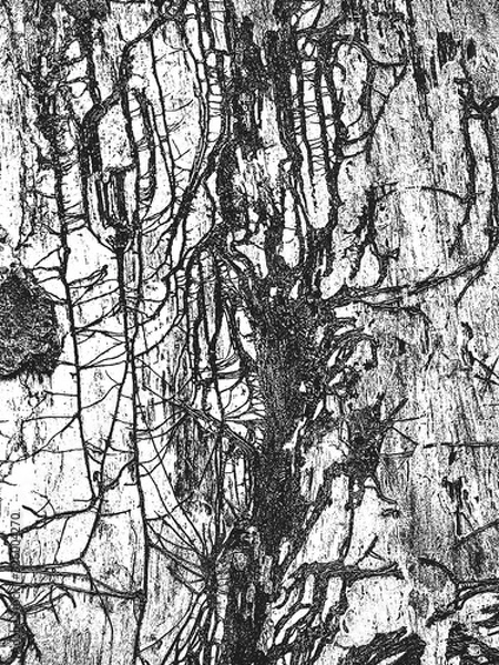 Fototapeta Distress old dry wooden bark texture with roots. Black and white grunge background.