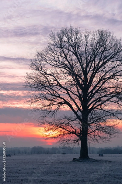 Obraz Tree at sunrise