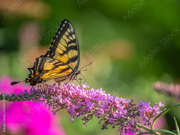 Fototapeta Papilio glaucus, eastern tiger swallowtail,
