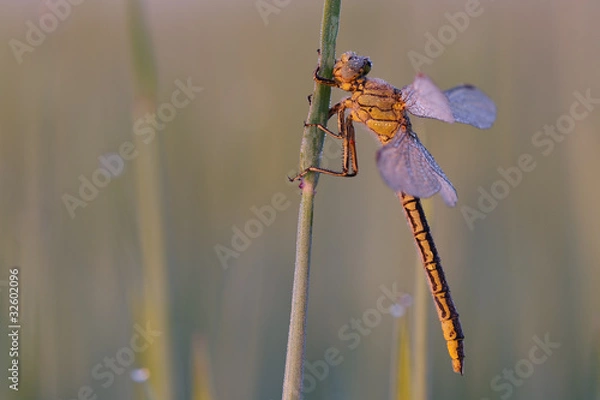 Obraz Heidelibelle #028758